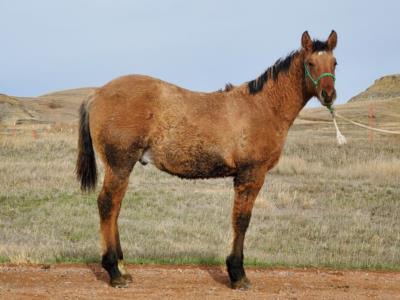 Chex Cody Topsail JW <BR> AQHA 6096617